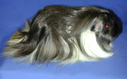 sheltie guinea pigs