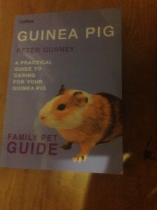 guinea pig care guide by peter gurney