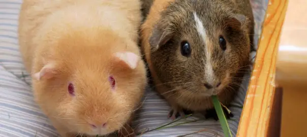 can guinea pigs share a cage
